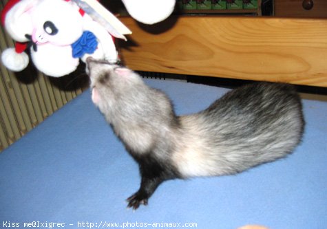 Photo de Furet