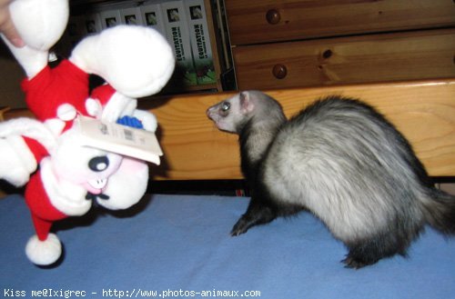 Photo de Furet