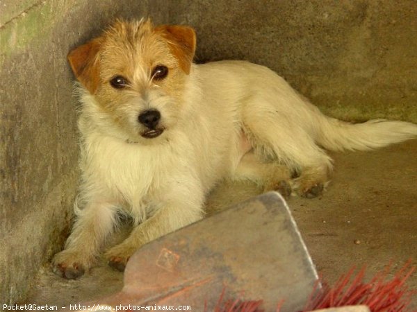 Photo de Jack russell terrier