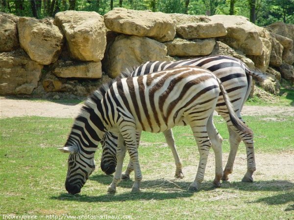 Photo de Zebre