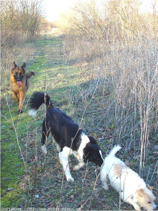 Photo de Berger allemand  poil court