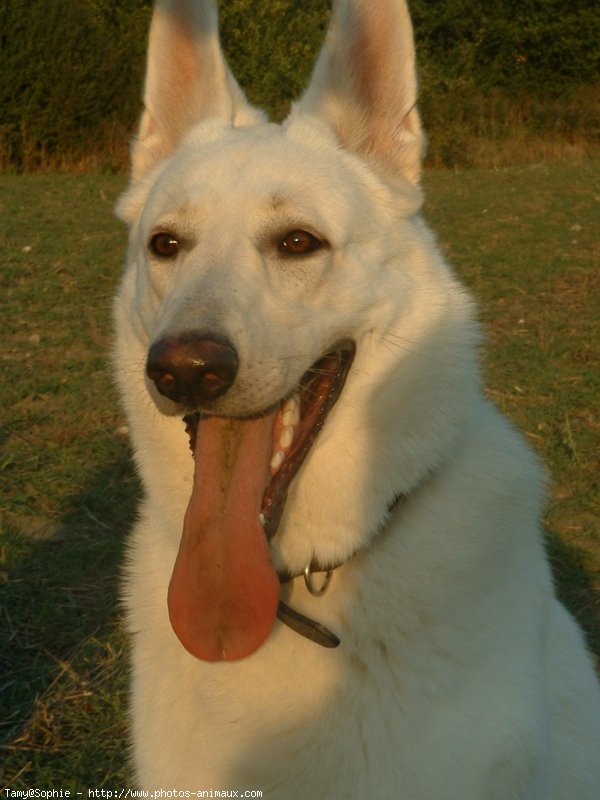 Photo de Berger blanc suisse