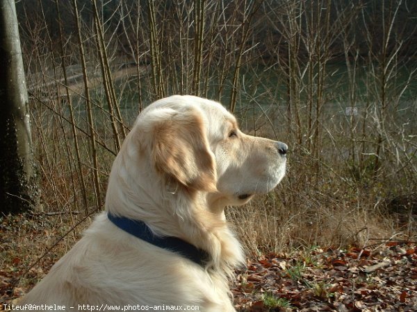 Photo de Golden retriever