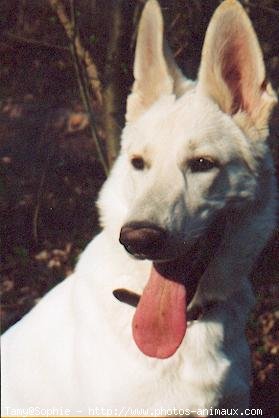 Photo de Berger blanc suisse