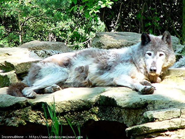 Photo de Loup