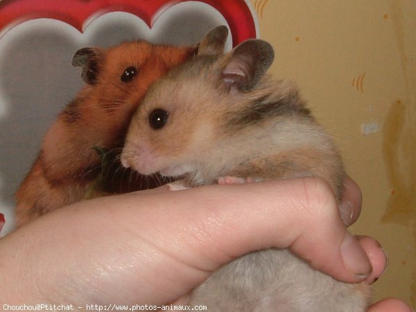 Photo de Hamster