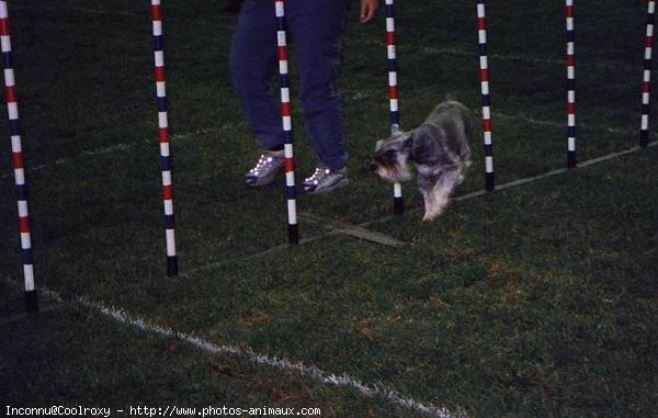 Photo de Schnauzer gant