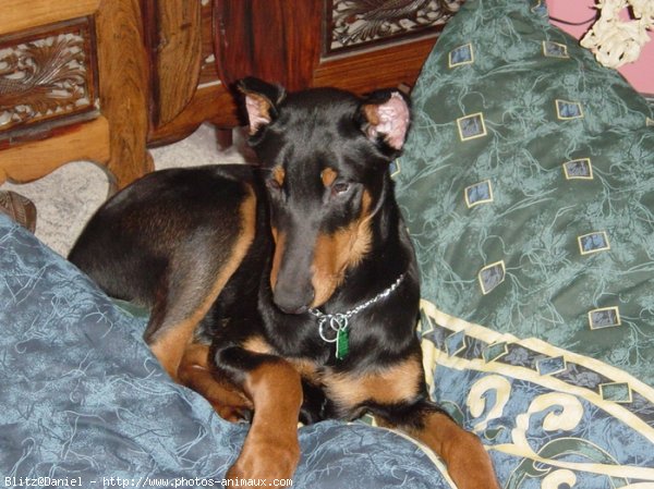 Photo de Dobermann