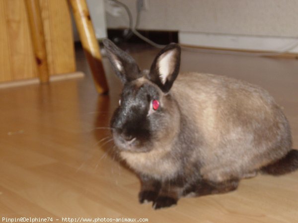 Photo de Lapin