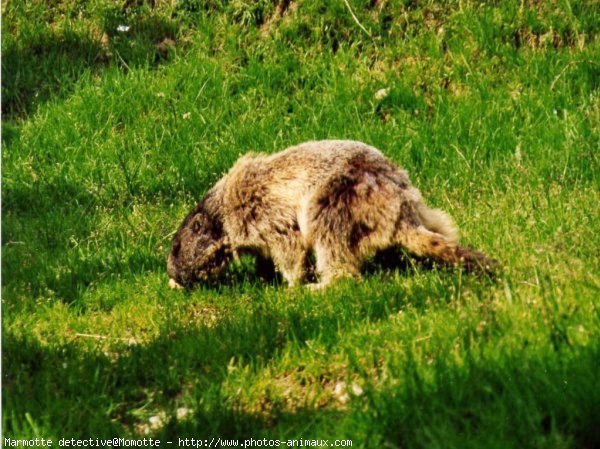 Photo de Marmotte