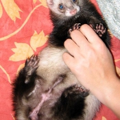 Photo de Furet