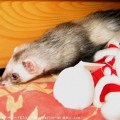 Photo de Furet