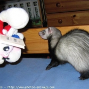 Photo de Furet