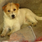 Photo de Jack russell terrier