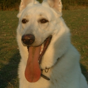 Photo de Berger blanc suisse