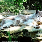 Photo de Loup