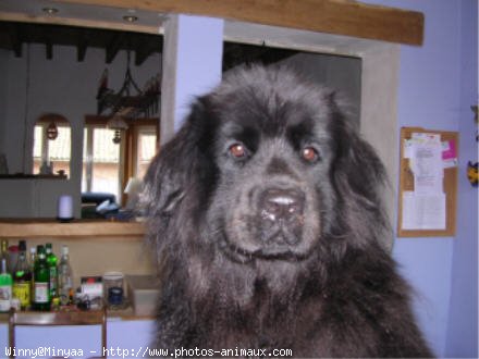 Photo de Chien de terre-neuve