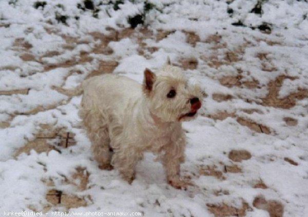 Photo de West highland white terrier