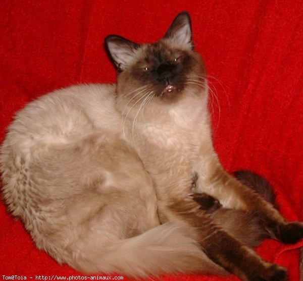 Photo de Sacr de birmanie