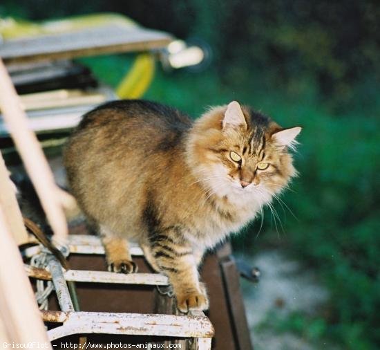 Photo de Chat domestique