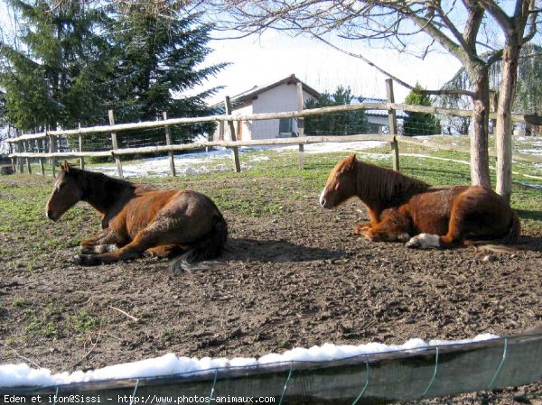 Photo de Races diffrentes