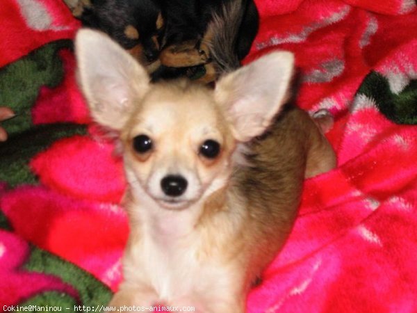 Photo de Chihuahua  poil court