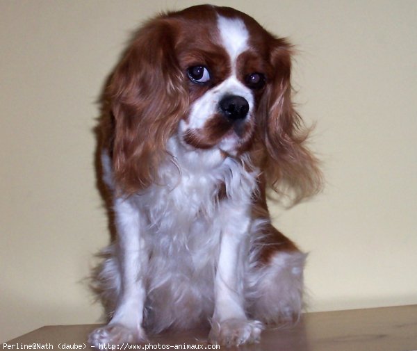 Photo de Cavalier king charles spaniel