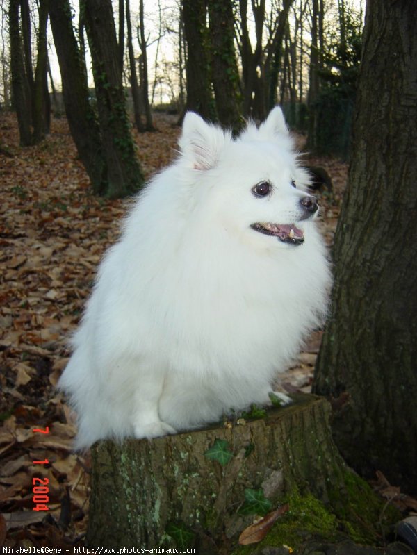 Photo de Spitz moyen