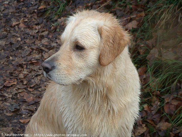 Photo de Golden retriever