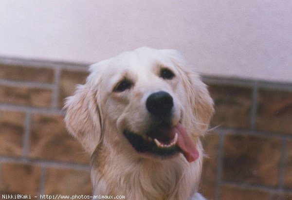 Photo de Golden retriever