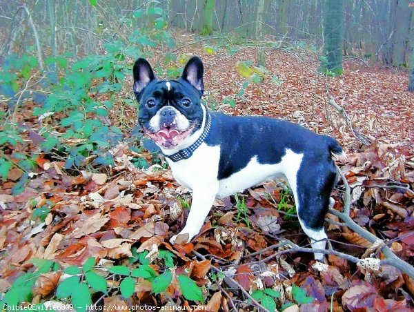 Photo de Bouledogue franais