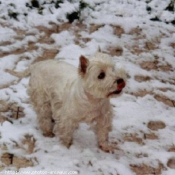 Photo de West highland white terrier