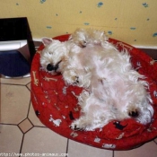 Photo de West highland white terrier