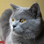 Photo de British shorthair