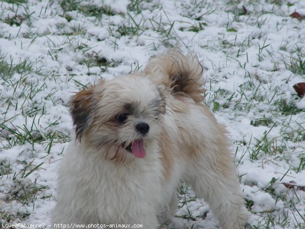 Photo de Shih tzu