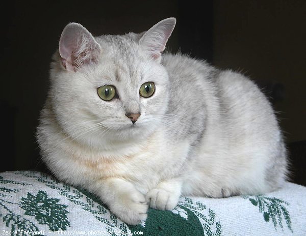 Photo de British shorthair