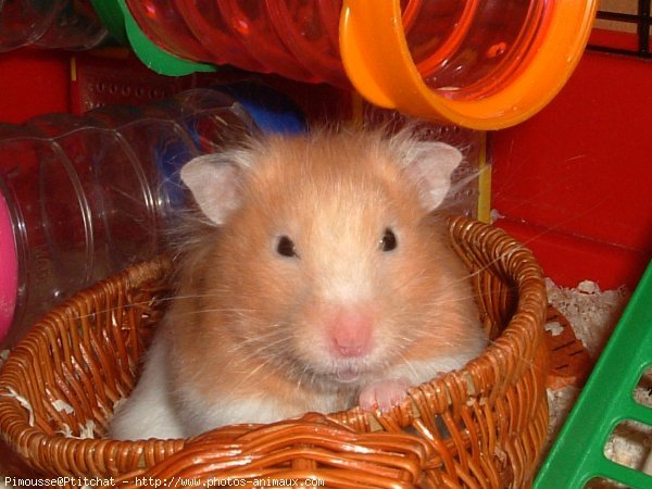 Photo de Hamster