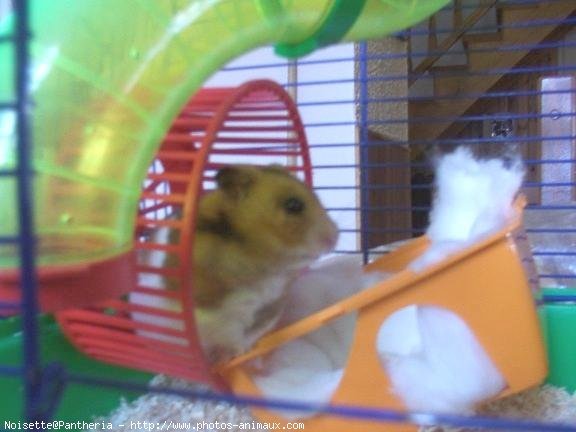 Photo de Hamster