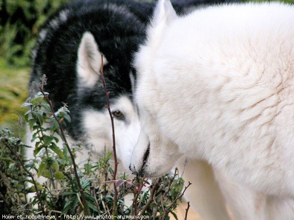 Photo de Husky siberien