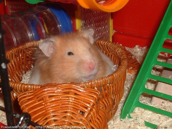 Photo de Hamster