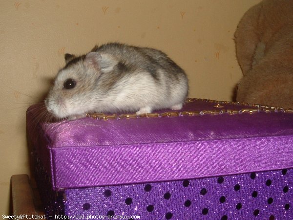 Photo de Hamster