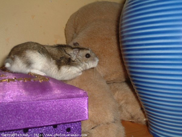 Photo de Hamster