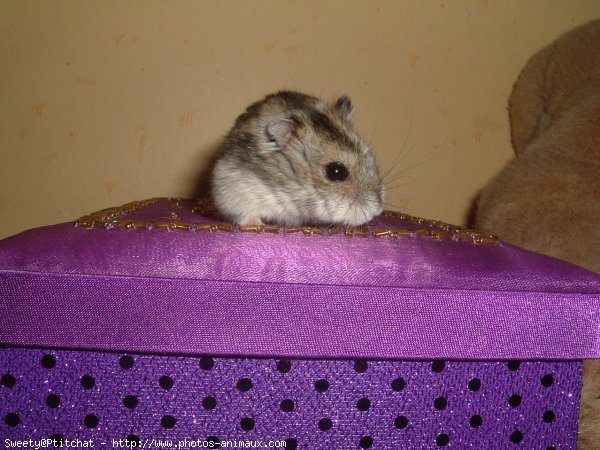 Photo de Hamster