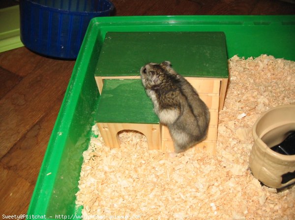 Photo de Hamster