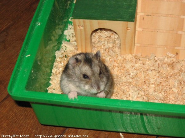 Photo de Hamster