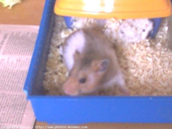 Photo de Hamster