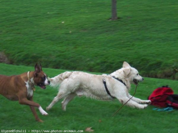 Photo de Boxer