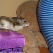 Photo de Hamster