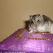 Photo de Hamster