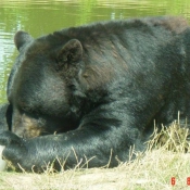 Photo d'Ours